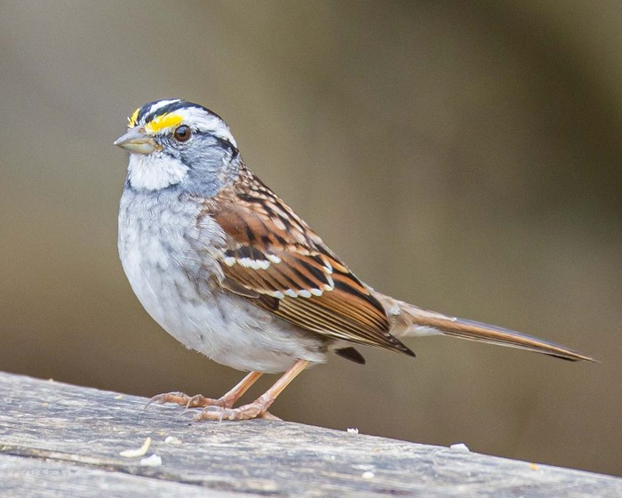 White-throated Sparrow