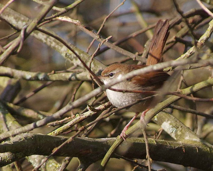 Cetti's Warbler