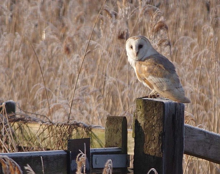 Barn Owl