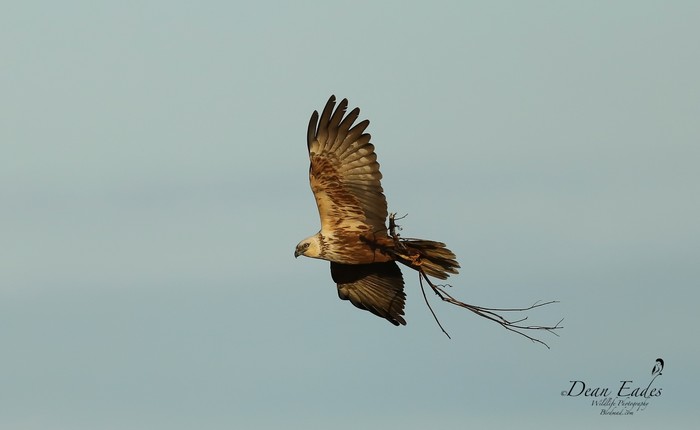 Marsh Harrier