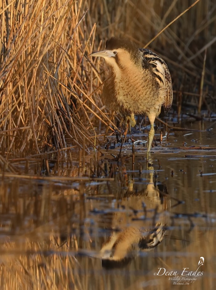 Bittern