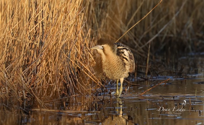 Bittern