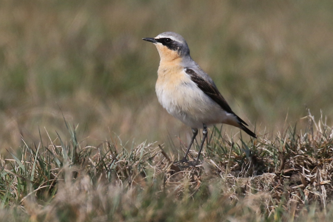 Wheatear