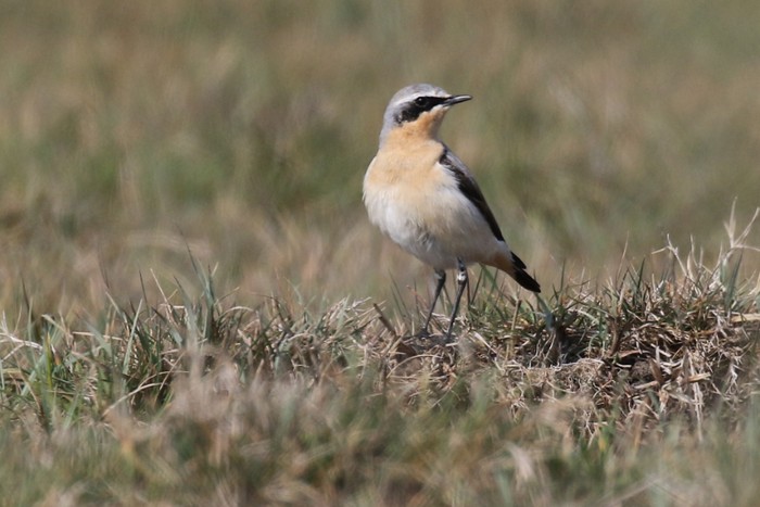 Wheatear