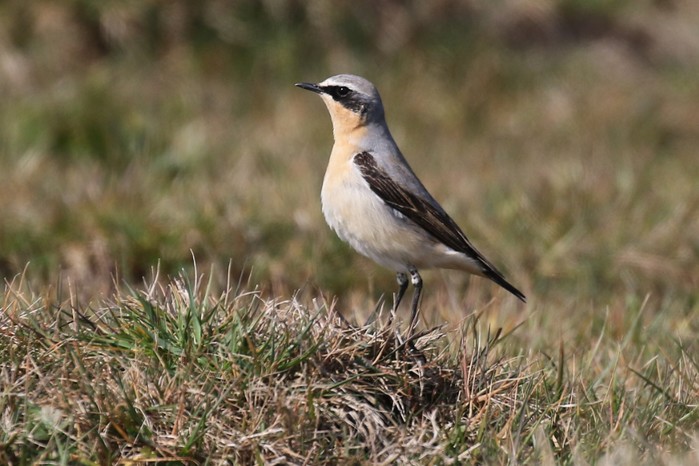 Wheatear