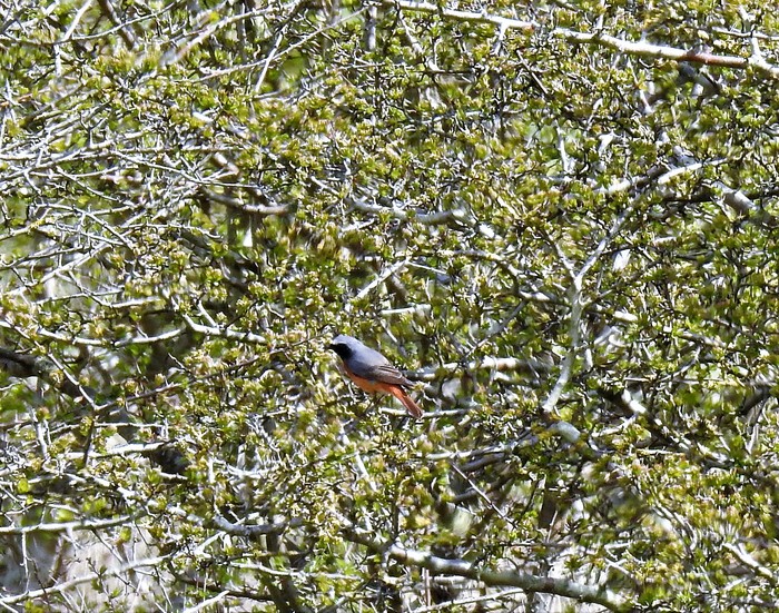 Redstart