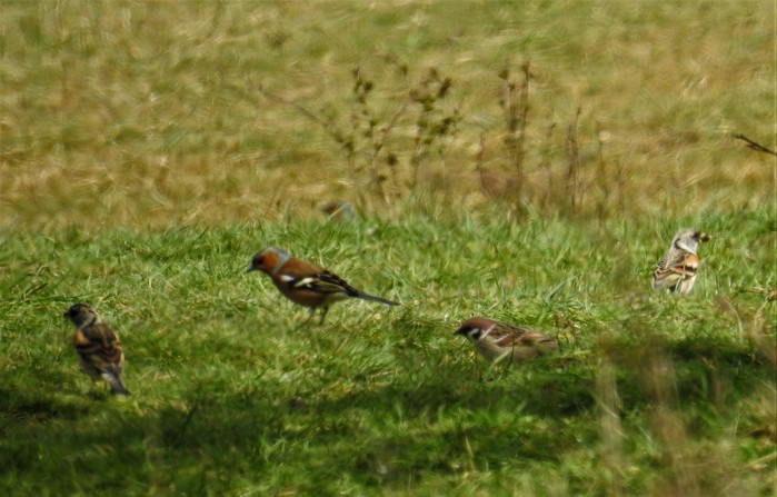 Brambling 