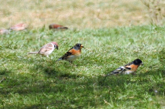 Brambling