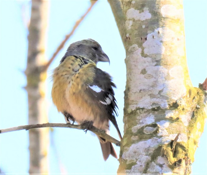 Two-barred Crossbill