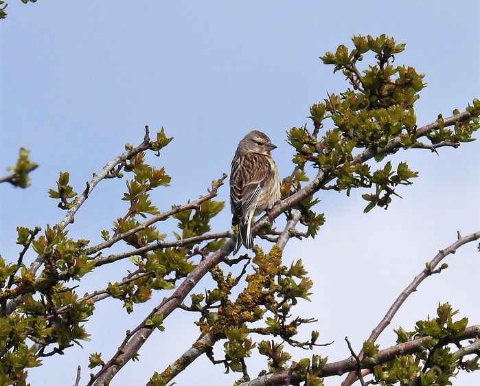 Linnet