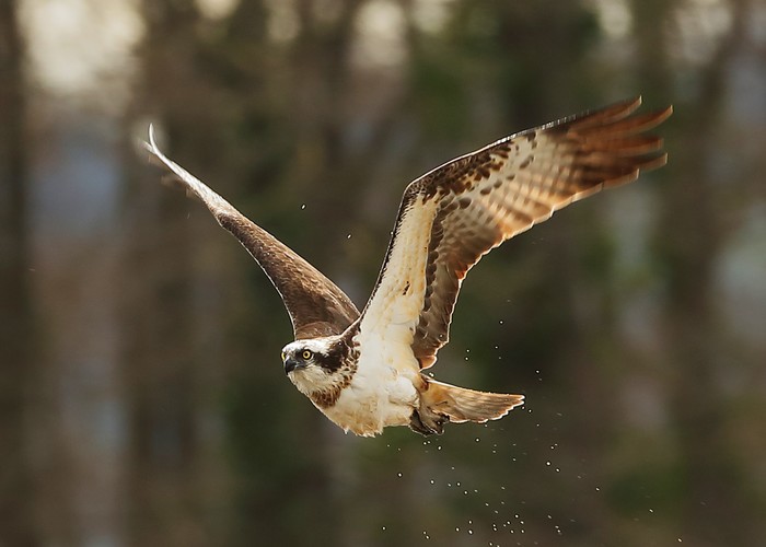 Osprey