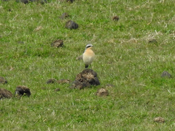 Wheatear