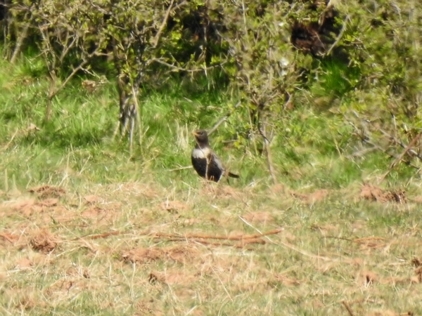 Ring Ouzel