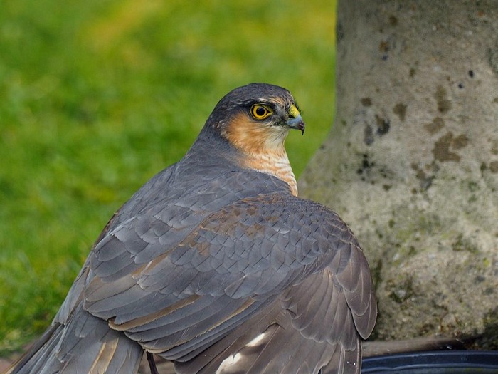 Sparrowhawk