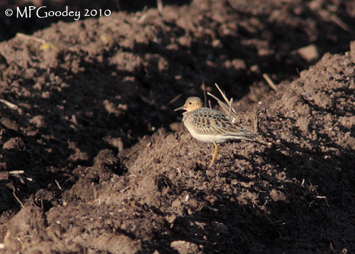 Buff-breasted Sandpiper