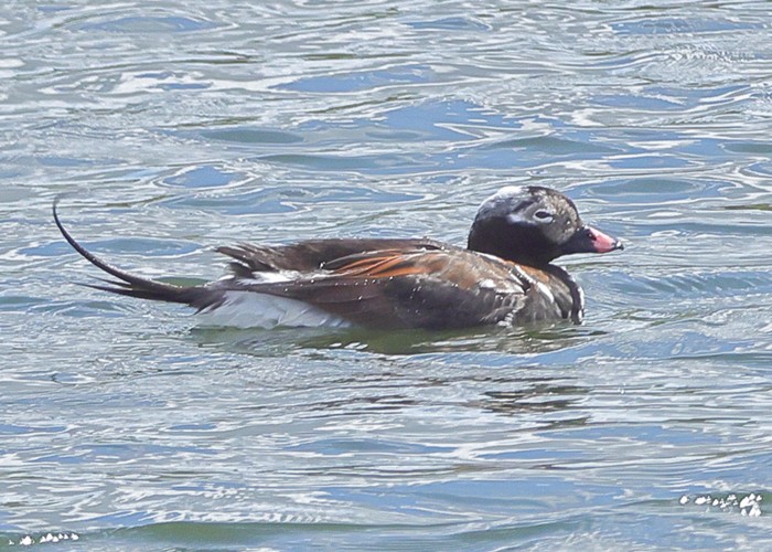 Long-tailed Duck