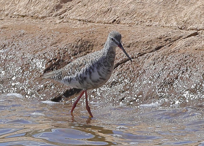Spotted Redshank