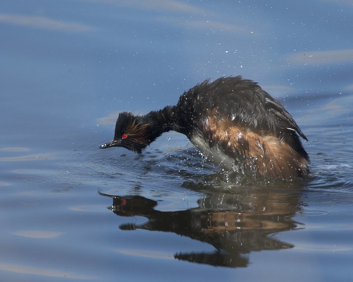 Black-necked Grebe