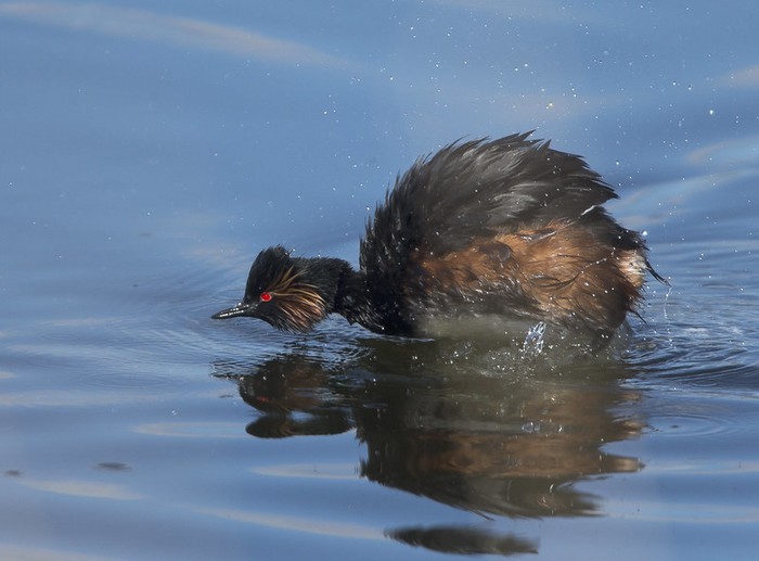 Black-necked Grebe