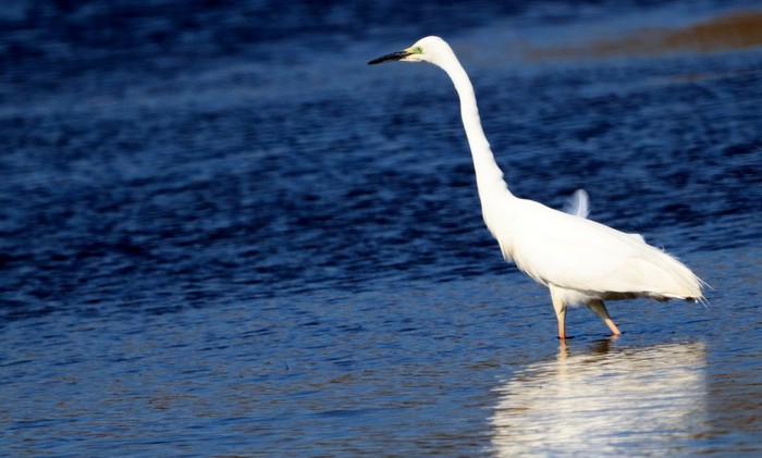 Great White Egret