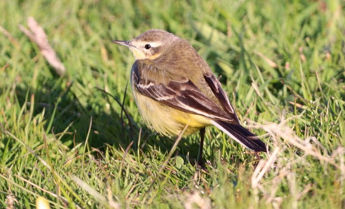 Blue-headed Wagtail