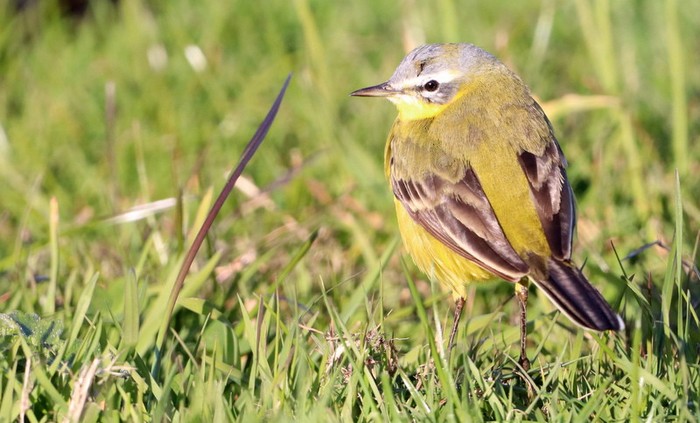 Blue-headed Wagtail