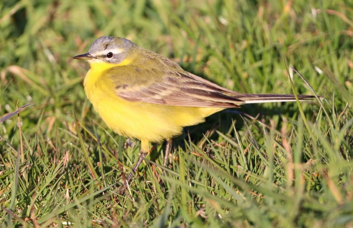 Blue-headed Wagtail