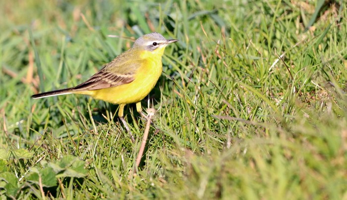 Blue-headed Wagtail