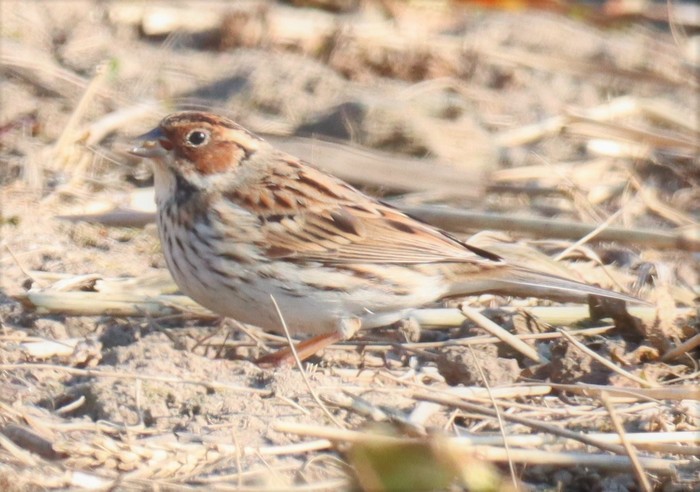 Little Bunting