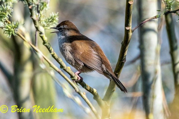 Cetti's Warbler