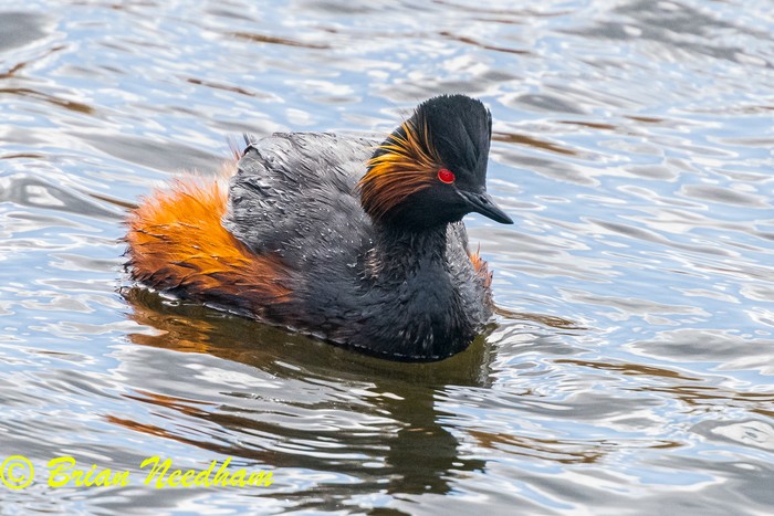 Black-necked Grebe