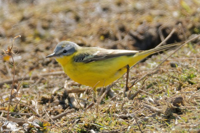 Blue-headed Wagtail