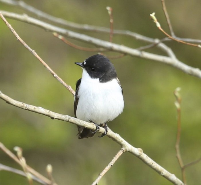 Pied Flycatcher
