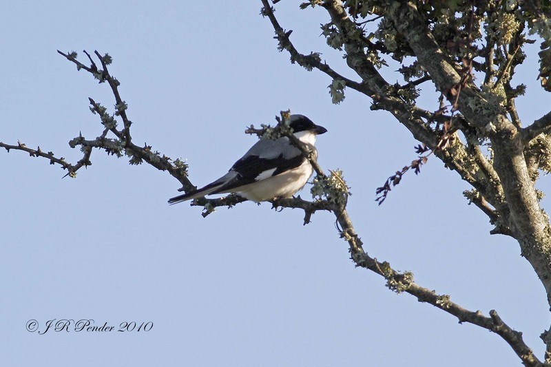 Lesser Grey Shrike