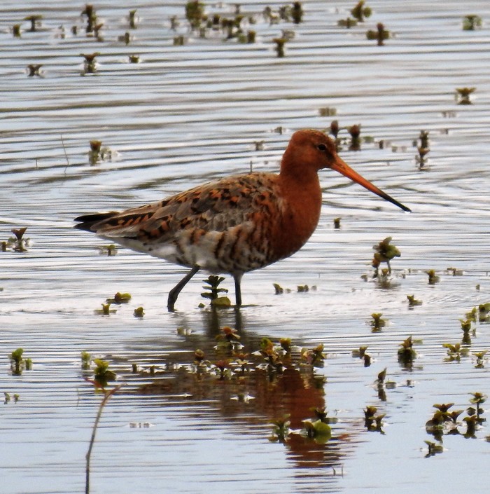 Black-tailed Godwit