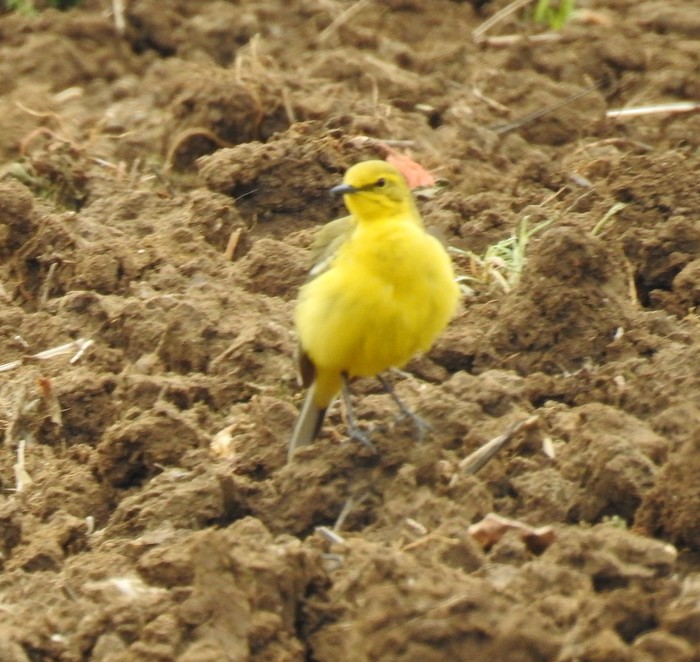 yellow wagtail 