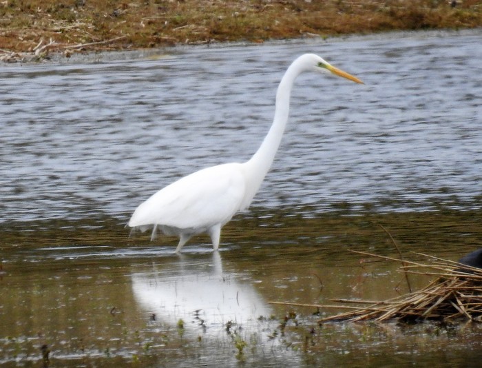 Great White Egret
