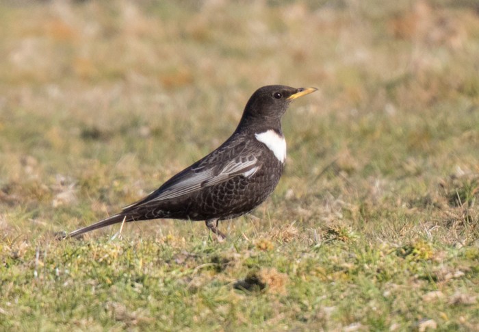 Ring Ouzel