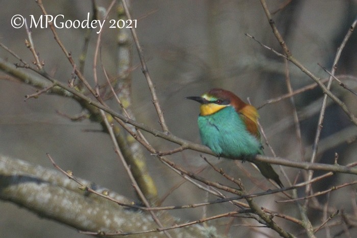 Bee-eater