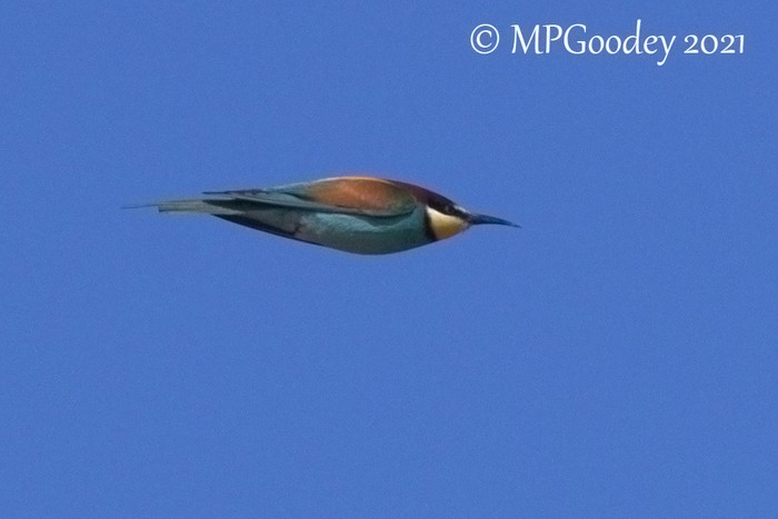 Bee-eater