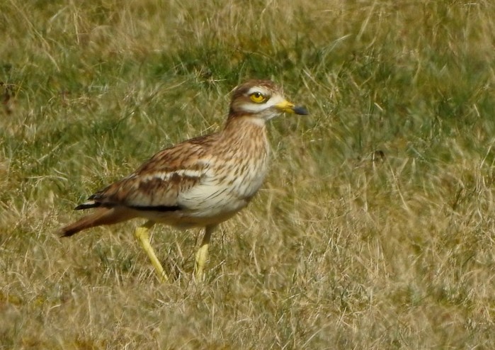 Stone Curlew