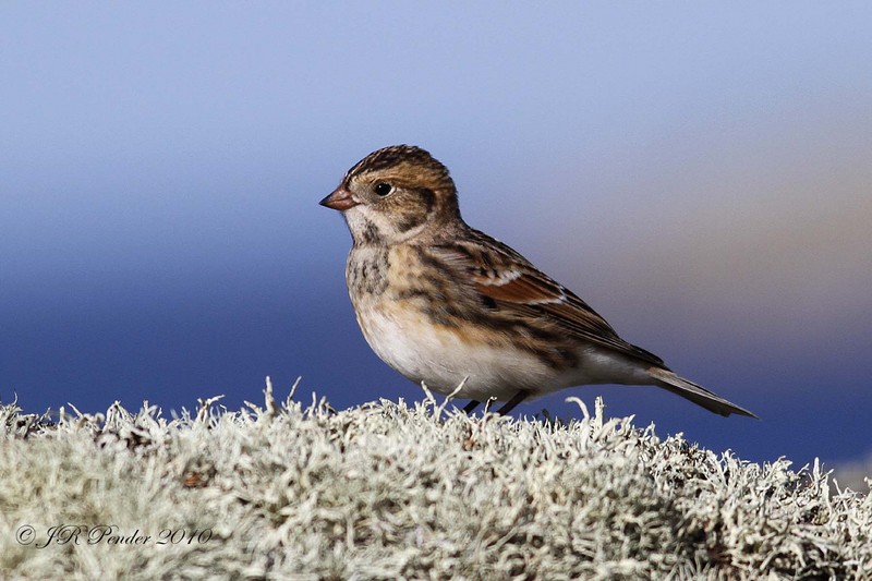 Lapland Bunting