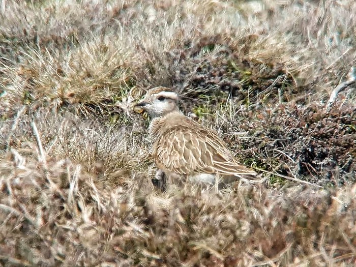 Dotterel