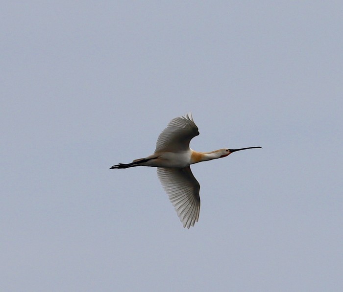 Spoonbill