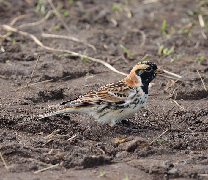 Lapland Bunting
