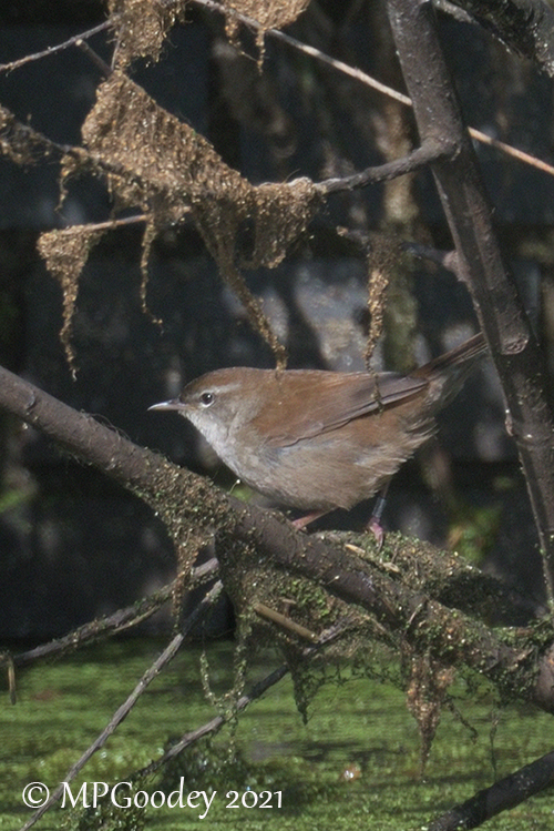 Cetti's Warbler