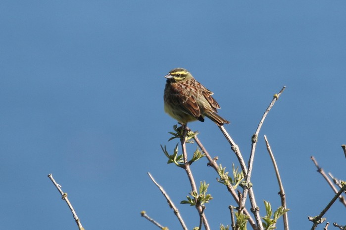 Cirl Bunting
