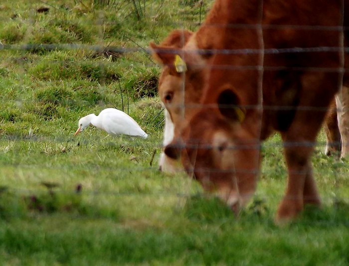 Cattle Egret