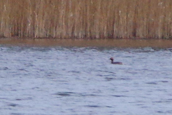 Slavonian Grebe