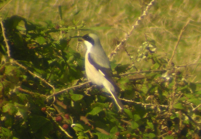 Lesser Grey Shrike